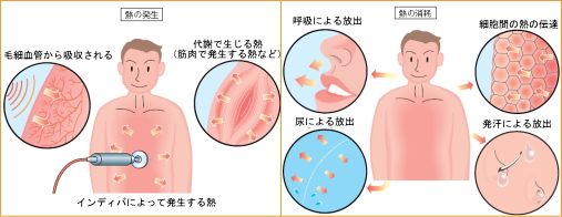 �C���f�B�o�G�}